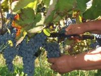 Cura del vino