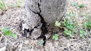tl_files/catalogo/immagini_vitis_vinifera/I_marciumi_radicali_della_vite_corteccia.jpg