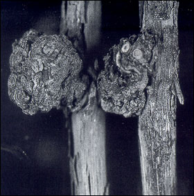 tl_files/catalogo/immagini_vitis_vinifera/avversita_della vite_tumore_delle_radici.jpg
