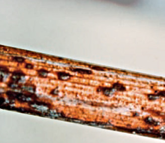 tl_files/catalogo/immagini_vitis_vinifera/escoriosi_02.jpg