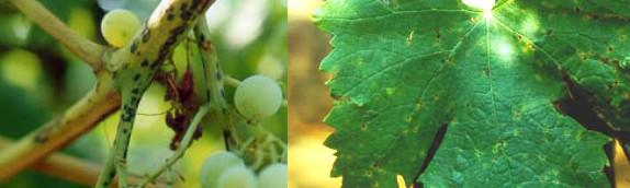 tl_files/catalogo/immagini_vitis_vinifera/escoriosi_03.jpg