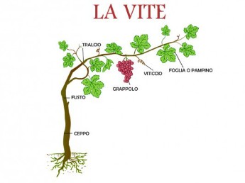 tl_files/catalogo/immagini_vitis_vinifera/la_vite.jpg